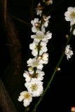 Prunus mume 'Omoi-no-mama' RCP3-09 031.jpg